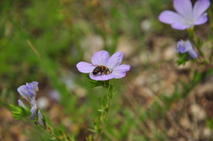 Linum lanuginosum