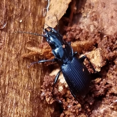 Pterostichus moestus