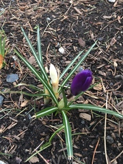 Crocus vernus