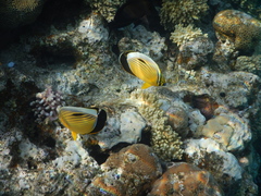 Chaetodon austriacus