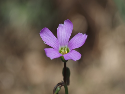 Drummond's woodsorrel (Oxalis drummondii)
