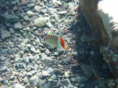 Chaetodon paucifasciatus