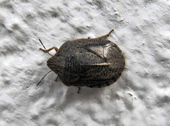 Eurygaster austriaca