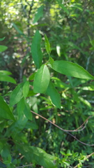 Thyrsanthella difformis