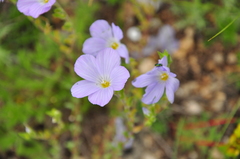 Linum lanuginosum