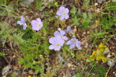 Linum lanuginosum