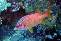 Sargocentron spiniferum