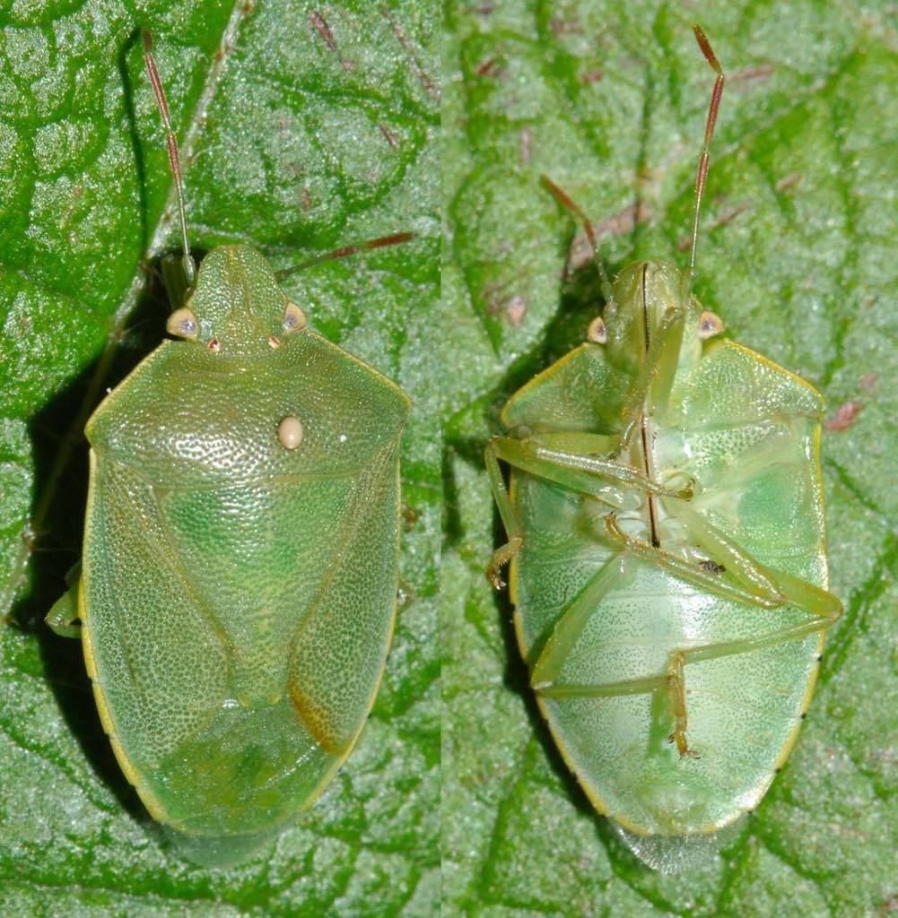 Acrosternum heegeri, photo 1 of 10