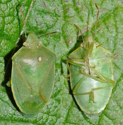 Representative image of Acrosternum heegeri