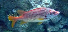 Sargocentron spiniferum