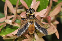 Galactomyia