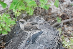 Mimus melanotis