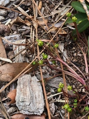 Euphorbia ipecacuanhae
