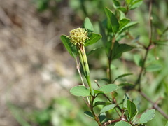 Porophyllum punctatum