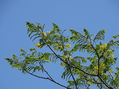 Conzattia multiflora