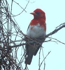 Anaplectes rubriceps