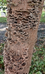Trametes versicolor image