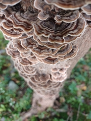 Trametes versicolor image