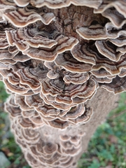 Trametes versicolor image