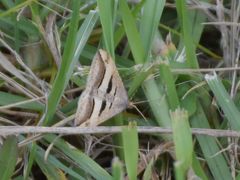 Chiasmia subcurvaria