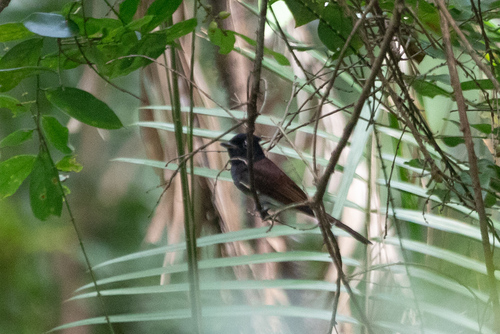 Black Paradise Flycatcher (Terpsiphone atrocaudata), photo 8