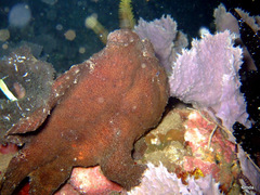 Antennarius commerson