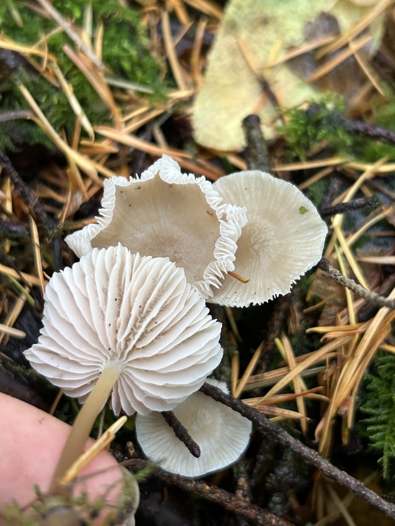 Strobilurus from Sehome Hill Arboretum, Bellingham, WA, US on October ...