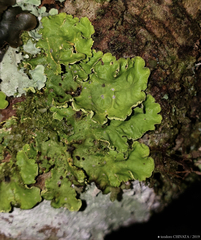 Crocodia