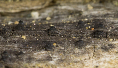 Lophiostoma