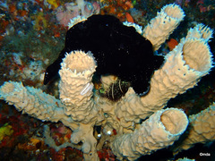 Antennarius commerson