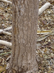 Gyrocarpus jatrophifolius