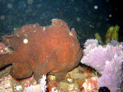 Antennarius commerson