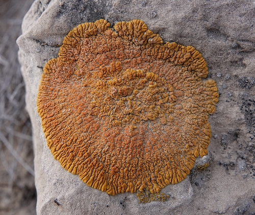 Desert Firedot Lichen