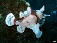 Antennarius maculatus