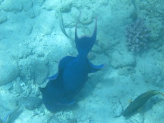 Pseudobalistes fuscus