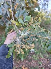 Inga uraguensis, photograph Gonzalo Roget, CC BY, iNaturalist via GBIF