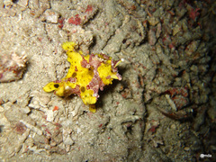 Antennarius maculatus