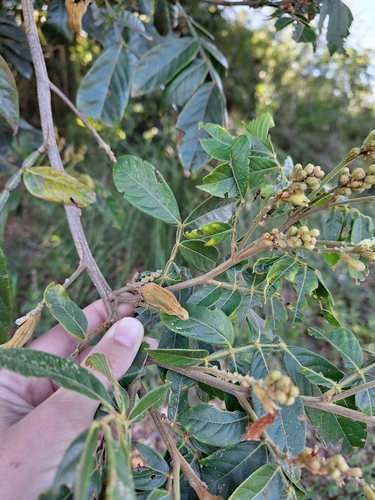 Image of Inga uraguensis by (c) Gonzalo Roget, some rights reserved (CC BY)