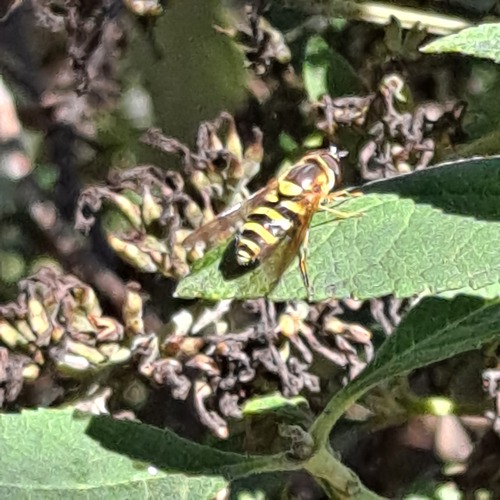 Eastern Flower Fly photo 4