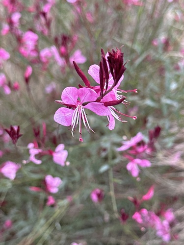 Gaura (Oenothera lindheimeri)