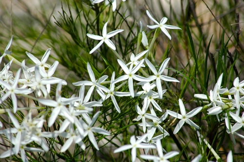Amsonia longiflora var. salpignantha