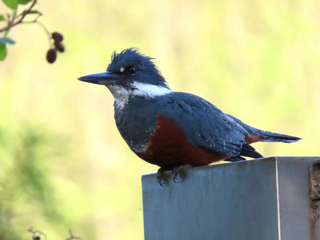 Ringed Kingfisher (Patagonian)