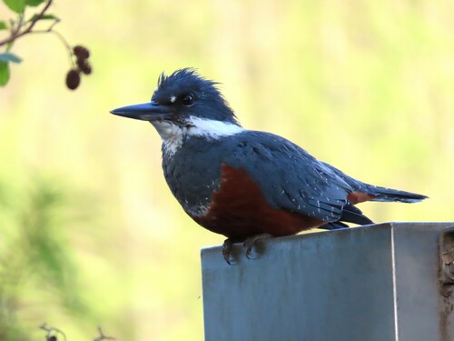 Ringed Kingfisher (Patagonian)