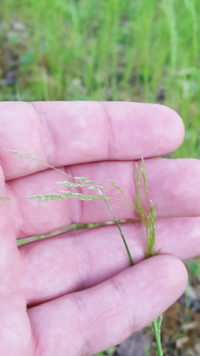 Agrostis hyemalis iNat (1)