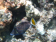 Sufflamen albicaudatum