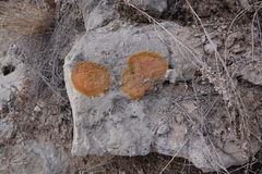 Xanthomendoza trachyphylla