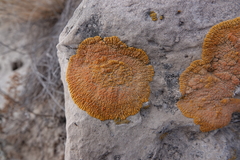 Xanthomendoza trachyphylla