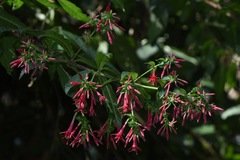 Fuchsia crassistipula