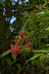 Fuchsia crassistipula