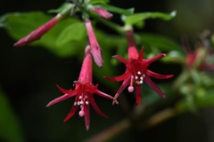 Fuchsia crassistipula